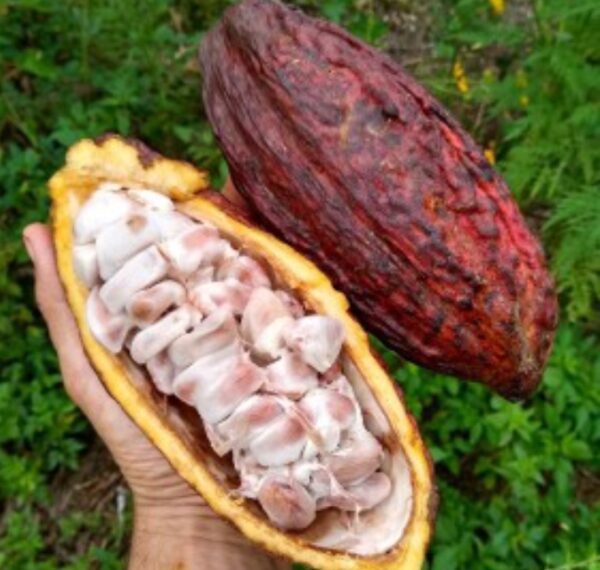 Cocoa beans - Image 3