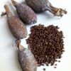 Alligator pepper - Image 2