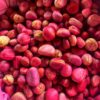 Kola nuts - Image 3