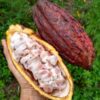 Cocoa beans - Image 3