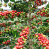 Coffee Beans - Image 3